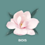 BOIS FRAGRANCE OIL 100ml - Image 2
