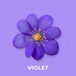 VIOLET FRAGRANCE OIL 100ml