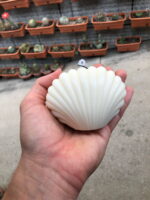 Shell Shape Mold - Image 3