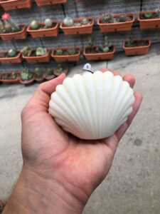 Shell Shape Mold - Image 3