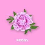 PEONY FRAGRANCE OIL 100ml