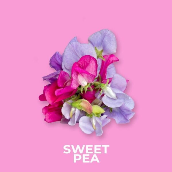 SWEET PEA FRAGRANCE OIL 100ml