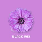 BLACK IRIS FRAGRANCE OIL 100ml - Image 2