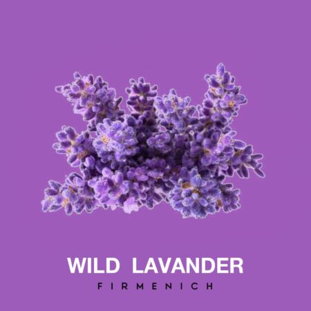 WILD LAVANDER FRAGRANCE OIL 100ml