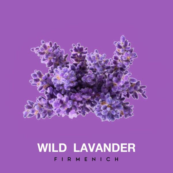 WILD LAVANDER FRAGRANCE OIL 100ml