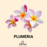 Plumeria Fragrance Oil 100ml