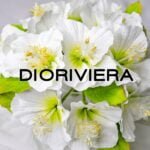 DIORIVIERA FRAGRANCE OIL 100ml - Image 2